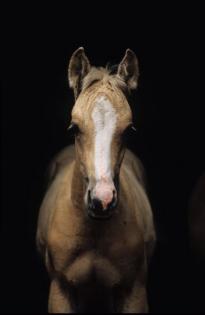 Araber-Berber 50/ 50 mit Papier Jährling PALOMINO Hengst auf Wunsch Wallach