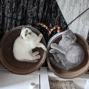 Kater/Kitten suchen noch ihr neues zu Hause