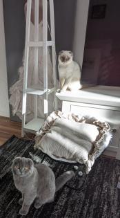 2 liebe volle Kater suchen ein liebevolles zu Hause