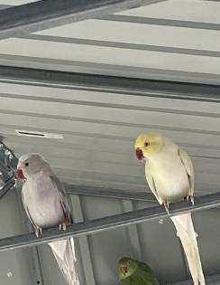 Halsbandsittiche Pärchen