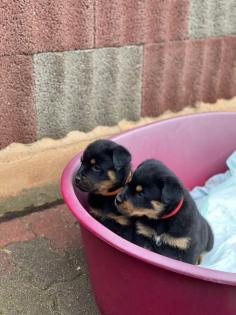 Privat Verkauf 4- wunderschöne Rottweiler welpen 1 Rüde 3 Weibchen.