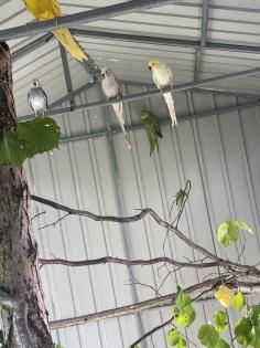 Halsbandsittiche Pärchen