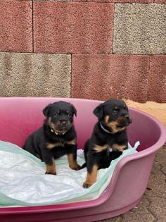 Privat Verkauf 4- wunderschöne Rottweiler welpen 1 Rüde 3 Weibchen.