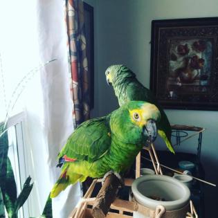 Blaustirnamazonen und Grünzügelpapageien