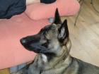Belgischer Schäferhund Rüde Malinios