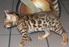 Bengal Kitten -m. Pap. - kontrastreich gezeichnet