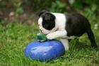 Boston Terrier Welpen / Hunde