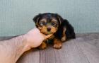 Kleine Yorkshire Terrier Welpen