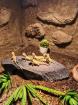 Verkaufe zwergbartagamen Pogona henrylawsoni