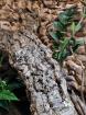 0. 1 Boa Constrictor Constrictor Guyana