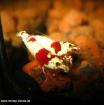 Red Bee Shrimp Grade SS Doppel Hinomaru No entry Small Lips. Reinerbige Tomat