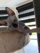 Kanadische Sphynx Kitten