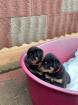 Privat Verkauf 4- wunderschöne Rottweiler welpen 1 Rüde 3 Weibchen.