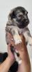 Kaukasen Husky Mix Welpen