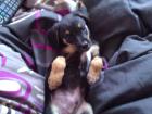 Jack Russel Welpen Jack Russel Mix Welpen Mix Mischlings Hunde