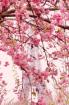 Der Frühling ist da und mit ihm starten unsere Französisch- Russisch- und Deuts