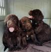 Labradoodle welpen f1 in schoko
