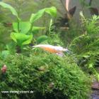 Snow White High-Quality Red Bee Shrimp Grade SSS DNZ reinerbige Tomataka Uen