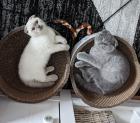 Kater/Kitten suchen noch ihr neues zu Hause