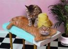 Masseurin gesucht