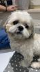 Shi Tzu Rüde Balu sucht seine Prinzessin