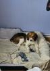 Beagle/Mix an Hunde erfahrene abzugeben