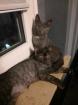 Katzen Kinder suchen ein Zuhause